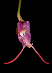 Porroglossum amethystinum