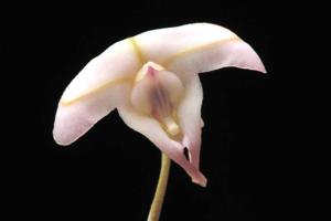 Porroglossum josei