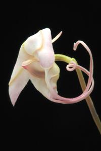 Porroglossum josei