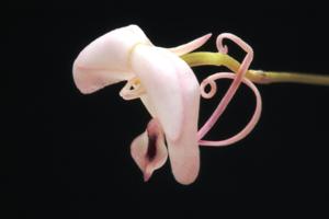 Porroglossum josei