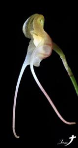 Porroglossum olivaceum