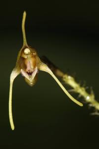 Porroglossum tokachii