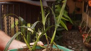 Prosthechea baculus