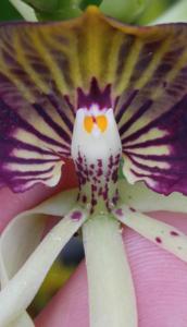 Prosthechea cochleata