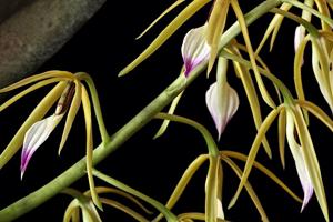 Prosthechea ionocentra