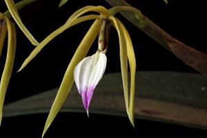 Prosthechea ionocentra