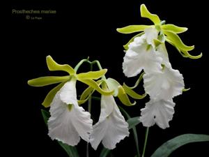 Prosthechea mariae