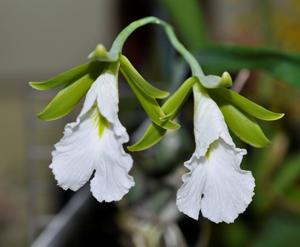 Prosthechea mariae