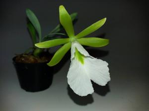 Prosthechea mariae