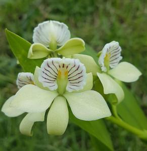 Prosthechea radiata