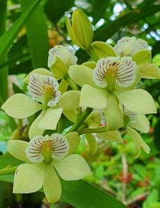 Prosthechea radiata