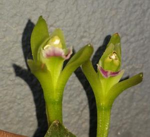 Psilochilus modestus