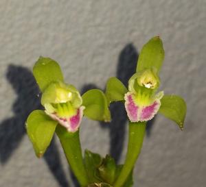 Psilochilus modestus