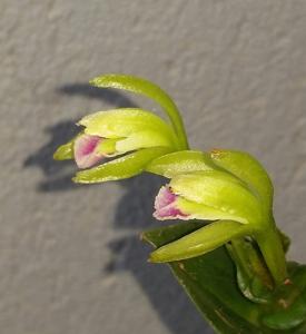 Psilochilus modestus