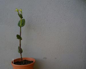 Psilochilus modestus