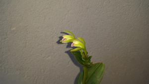 Psilochilus modestus