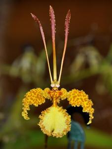 Psychopsis krameriana