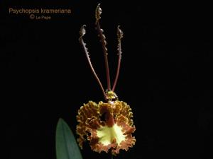 Psychopsis krameriana