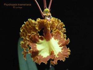 Psychopsis krameriana