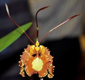 Psychopsis papilio