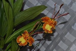 Psychopsis papilio