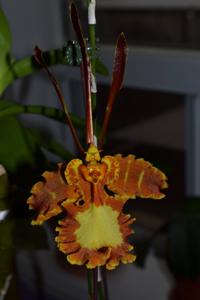 Psychopsis papilio