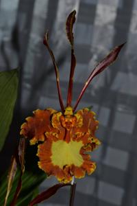 Psychopsis papilio