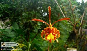 Psychopsis papilio