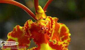 Psychopsis papilio