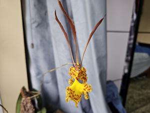 Psychopsis sanderae