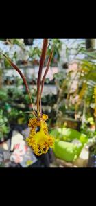 Psychopsis sanderae