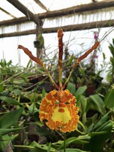 Psychopsis sanderae