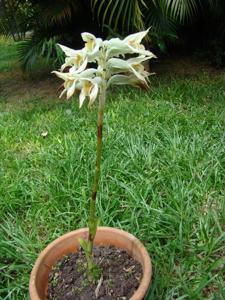 Pteroglossa macrantha