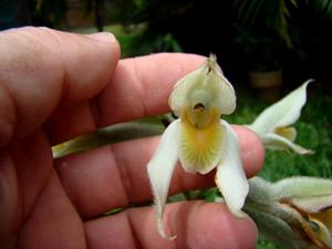 Pteroglossa macrantha