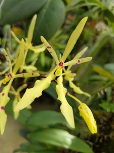 Renanthera citrina