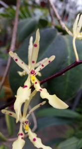 Renanthera citrina