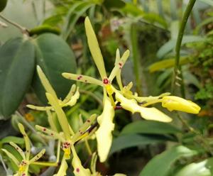 Renanthera citrina