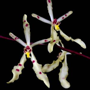 Renanthera citrina