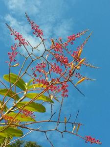 Renanthera elongata