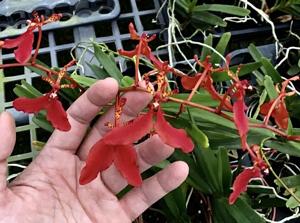 Renanthera imschootiana