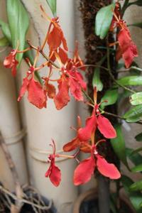 Renanthera imschootiana