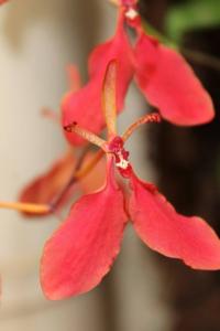 Renanthera imschootiana