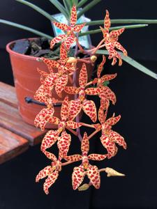 Renanthera monachica