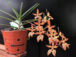 Renanthera monachica