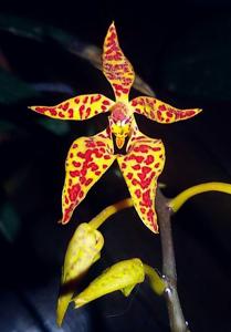 Renanthera monachica