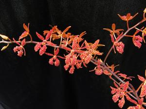 Renanthera monachica