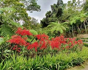 Renanthera philippinensis