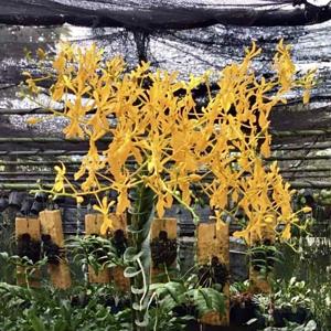 Renanthera philippinensis