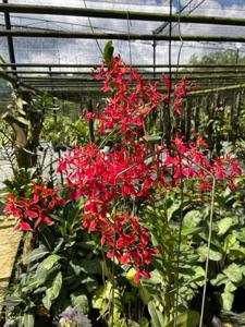 Renanthera philippinensis