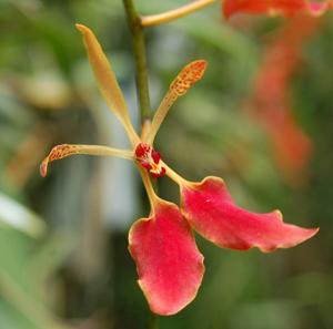 Renanthera vietnamensis